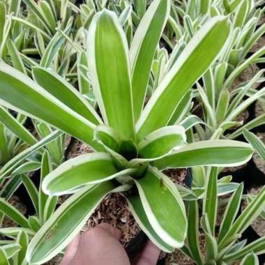Tanaman hias bromelia varigata putih - bromelia varigata