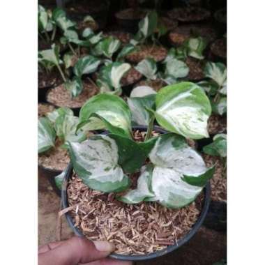 Tanaman hias srigading keong srigading balon