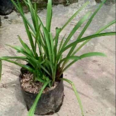 Bibit tanaman bunga sedap malam