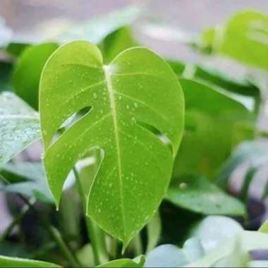 Tanaman hias monstera deliciosa - philodendron monstera