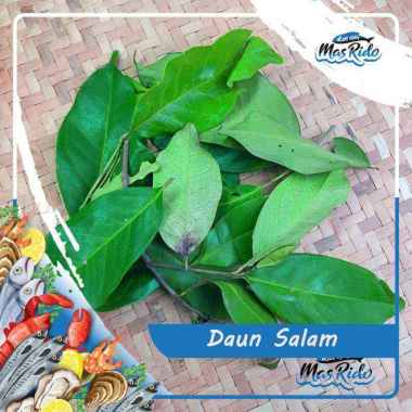 Daun Salam / Daun Salam Segar / Daun Salam Premium Hagra Murah