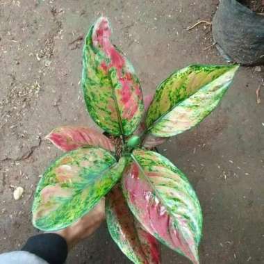 jual Tanaman Hias Aglaonema Heng Heng