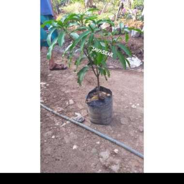 NEW!! tanaman mangga bibit pohon mangga