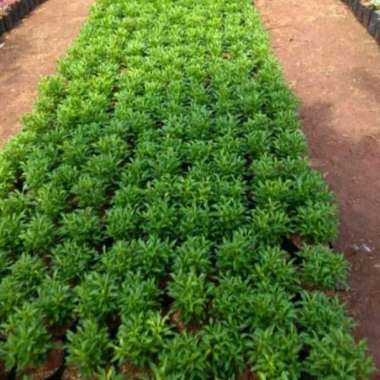 Tanaman Krokot Hijau