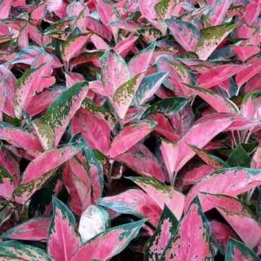 Tanaman Hias Aglaonema Red Khocin - Aglonema Kocin
