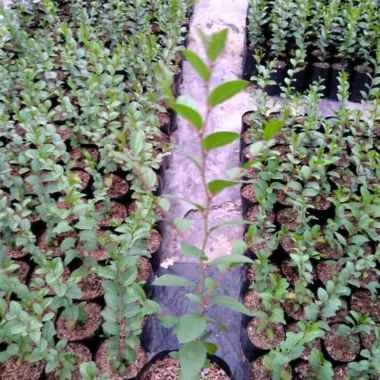 Tanaman Herbal Hias Bidara Arab Pohon Bidara