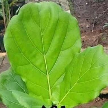 tanaman hias indoor/pohon biola cantik/pohon kebi