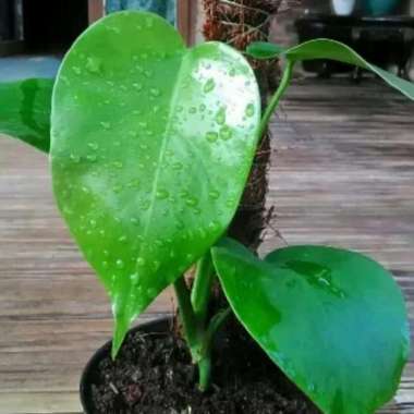Tanaman Hias Bibit Monstera Deliciosa - Philodendron Monstera