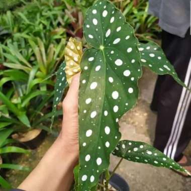 tanaman hias begonia pulkadot - begoni polkadot -begonia macan