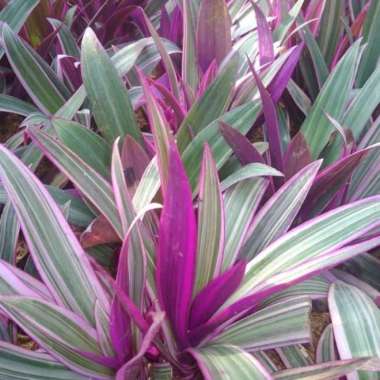 tanaman adam hawa varigata - adam hawa varigata