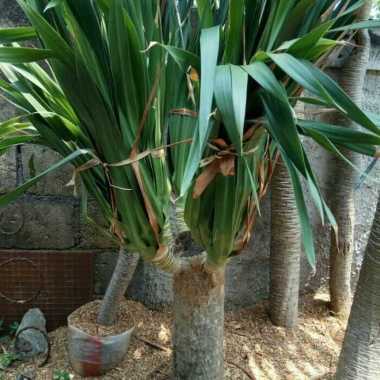 tanaman Pandan Bali 5-6 cabang