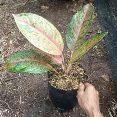 Tanaman Hias Indoor Aglaonema Big Roy / Aglonema Bigroy