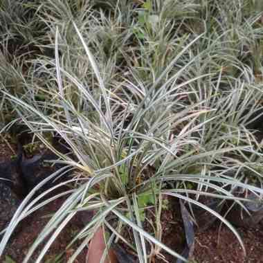 rumput kucai mini varigata - tanaman hias kucai varigata - kucai mini