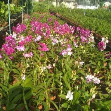 Tanaman Hias Anggrek Dendrobium