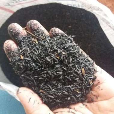 Sekam Bakar Ekonomis//Pupuk Sekam Bakar.