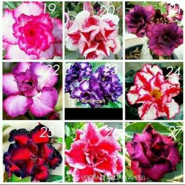 jual Bibit Kamboja Adenium Bunga Tumpuk dari Biji