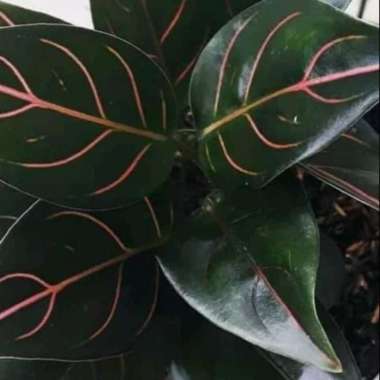 Aglaonema Rotundum tanaman hias