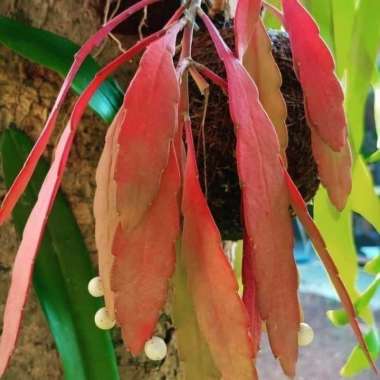 tanaman hias wijaya kusuma tasbih/wijaya kusuma daun merah