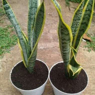 Tanaman Sansivera lidah mertua