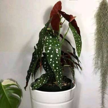 Tanaman Hias Gantung Begonia Polkadot - Angle Wings