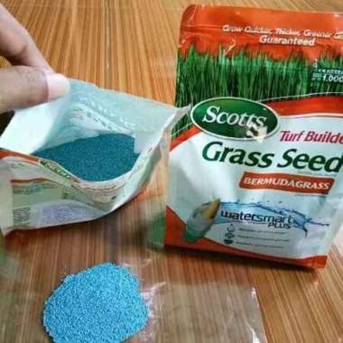 Supplier benih bibit rumput lapangan sepakbola - benih rumput