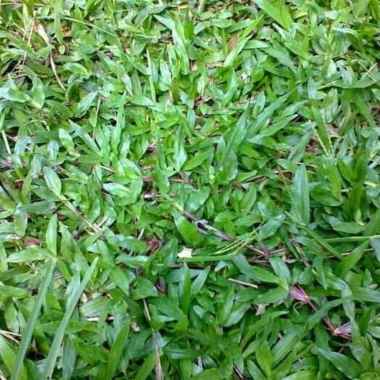 jual Biji Benih Rumput Gajah Biasa - Bibit Rumput Gajah
