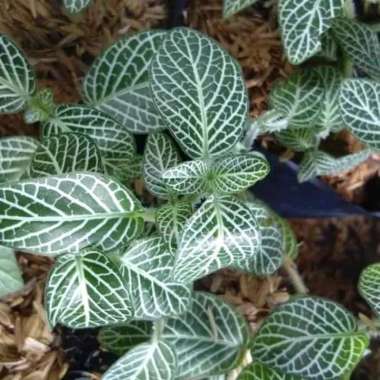 Tanaman Hias Episcia Mutiara - Episia Mutiara