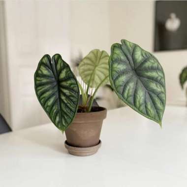 Rare item - tanaman hias alocasia dragon scale - alokasia dragon scale