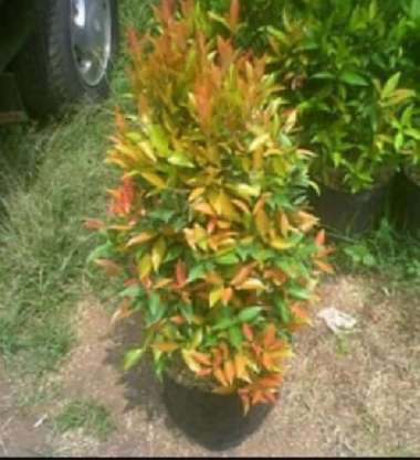 Tanaman pucuk merah | pohon pucuk merah | pucuk merah untuk