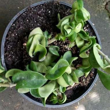 Tanaman Hias Hoya Compacta Curly