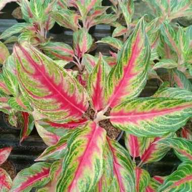 Tanaman Hias Aglonema Red Sunset - tanaman hiasâ