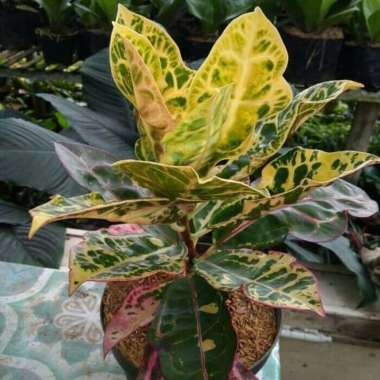 Tanaman Hias Puring Kura - Pohon Puring Kura