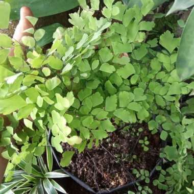 tanaman hias suplir - tanaman suplir - pohon suplir