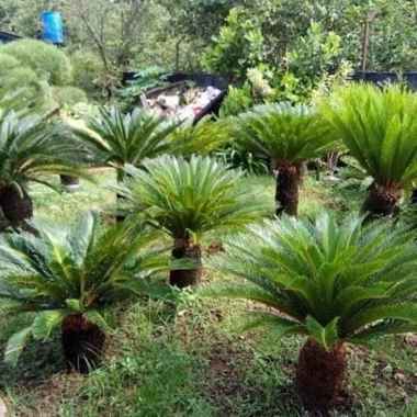 tanaman hias sikas - tinggi 1 meter daun