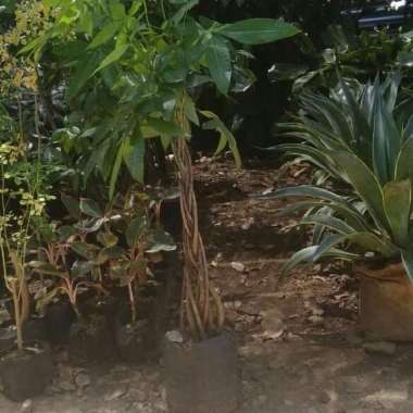 Tanaman Hias Pacira Kepang 9 / Pacira kepang sembilan