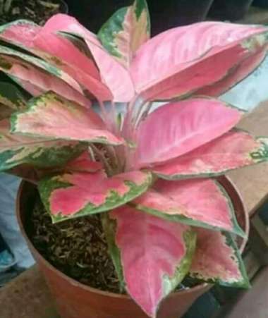 Aglonema Kochin - Tanaman Hias Aglaonema Red Kocin