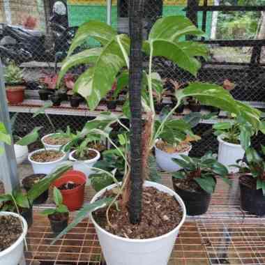 Tanaman hias - Pohon monstera epipremnum pinnatum variegata size big