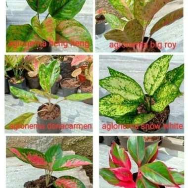 jual Paket 6 Bibit Bunga Aglonema - Tanaman Hias Aglonema