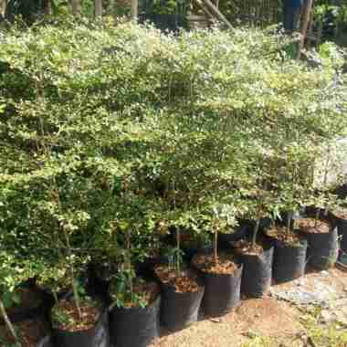 Pohon Ketapang Kencana 1Meter.