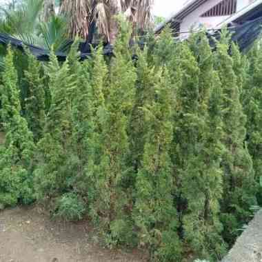 Pohon Cemara Lilin 2Meter.