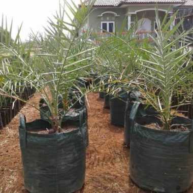 bibit pohon buah kurma kl 1 bibit unggul korma kl 1