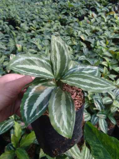 Tanaman Hias Calatea Silverback //Benih Tanaman Hias Tanaman Hias