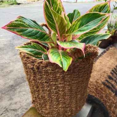 pot tanaman segala jenis tumbuhan