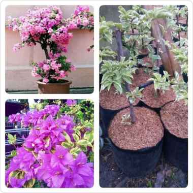 Tanaman Hias Bunga Bougenville Varigata