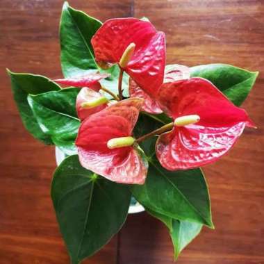 Tanaman hias anthurium bangkok bunga merah