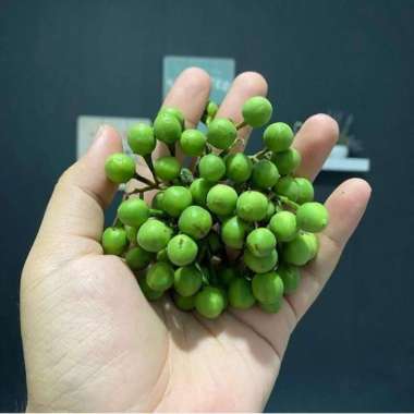 BUAH RIMBANG 500 GRAM