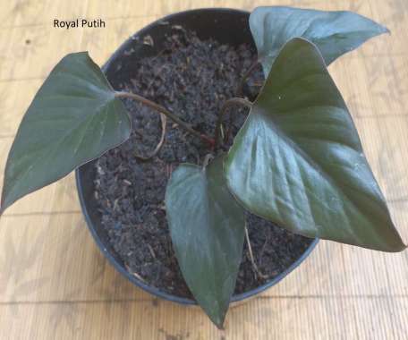 TANAMAN HIAS HOMALOMENA BLACK / HOMALOMENA HITAM LANGKA