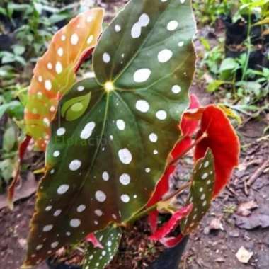 Tanaman Hias Begonia Polkadot//Begonia Pulkadot