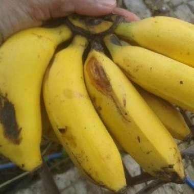 Pisang Uli 1 Sisir