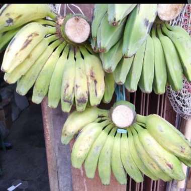 Pisang kepok putih 1 sisir